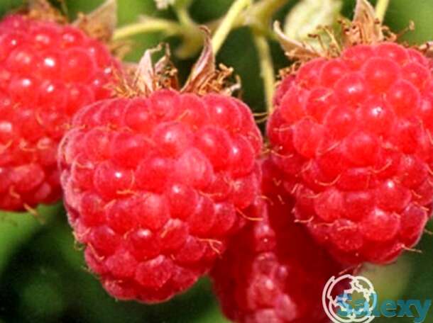 Малина вольница, фотография 1