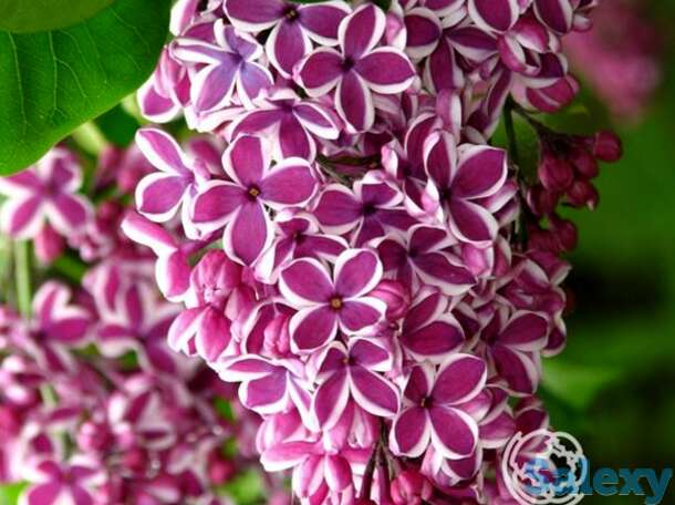 Сирень сенсация, фотография 1