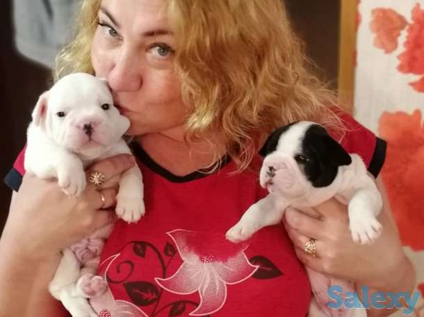 Французские бульдоги, фотография 7