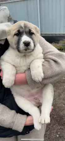 В продаже щенки Алабая, фотография 3