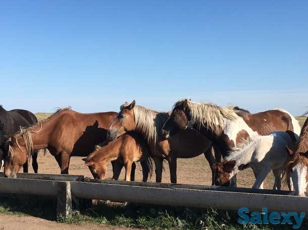 Саумал, фотография 1