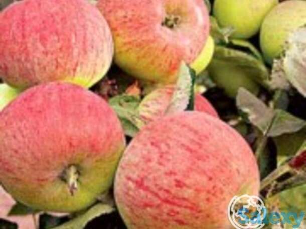 Яблоня первинка, фотография 1