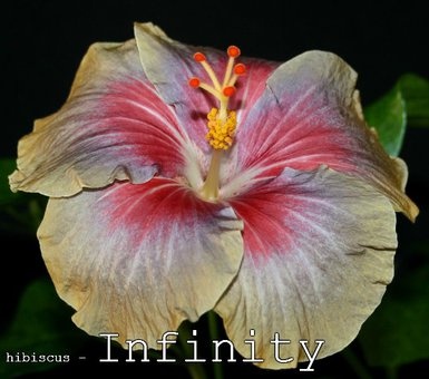 Гибискусы, хойи и фиалки, фотография 1