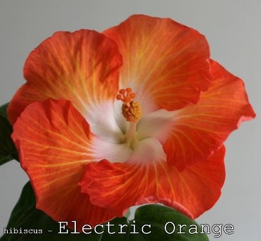 Гибискусы, хойи и фиалки, фотография 2