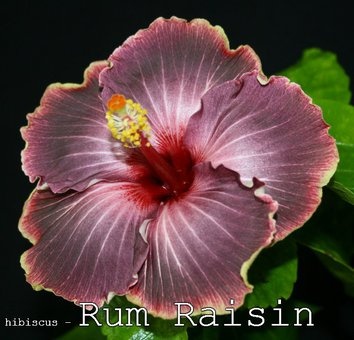 Гибискусы, хойи и фиалки, фотография 3