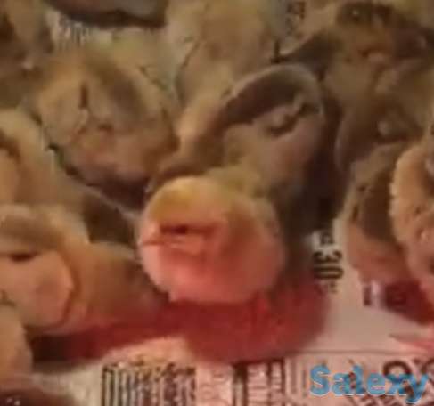 Продам Цыплят, фотография 1