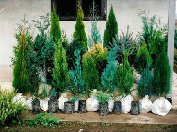 Озеленение, фотография 4