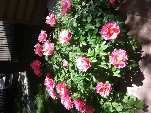 Садовые деревья цветущие и ягодные кустарники цветы многолетки, фотография 10