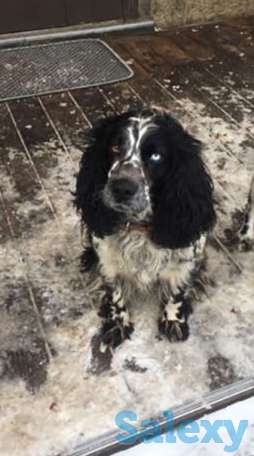 Русский охотничий спаниель, фотография 1