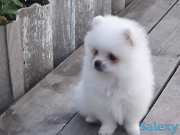 Белоснежые шпицы, фотография 4