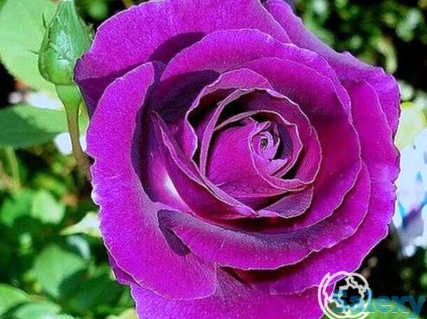 Роза мистерьез, дорье, фотография 1