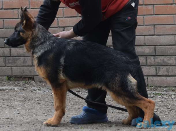 Щенки немецкой овчарк, фотография 4