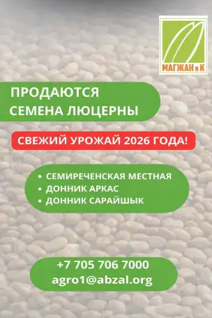 В продаже семена люцерны!, фотография 2