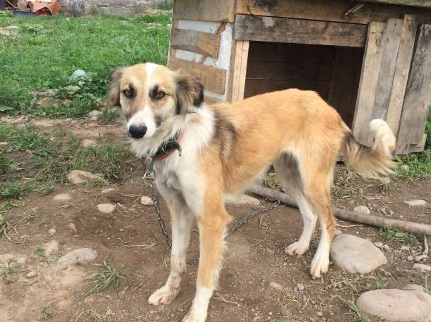 Собаки из приюта  свет надежды, фотография 5