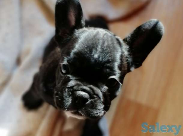 Французские бульдоги, фотография 5