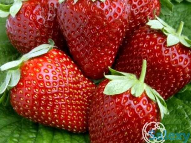 Семена Клубника Лоран F1, фотография 1