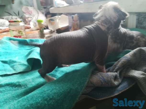 Продам срочно щенков, фотография 4