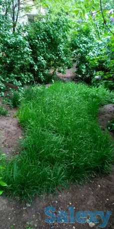 Газонная трава, фотография 1