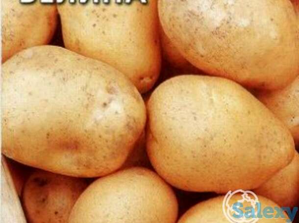 Семена Картофель Велина, фотография 1