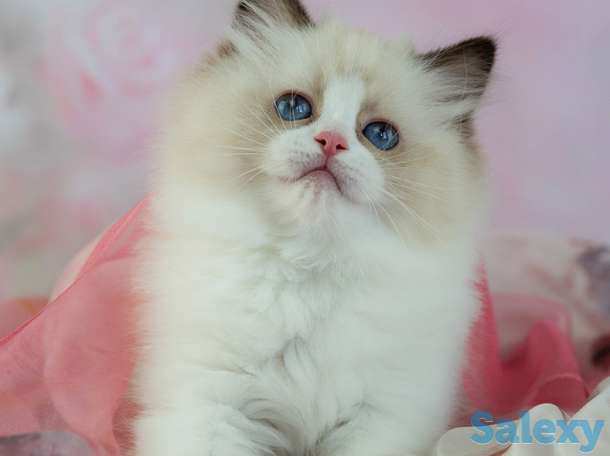Великолепные котята породы Рэгдолл, фотография 5