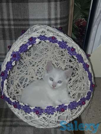 Котята от голубоглазой белой Ангоры., фотография 1