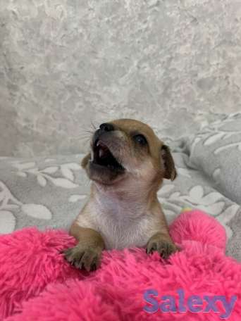 Чистопородные щенки чихуахуа, фотография 8