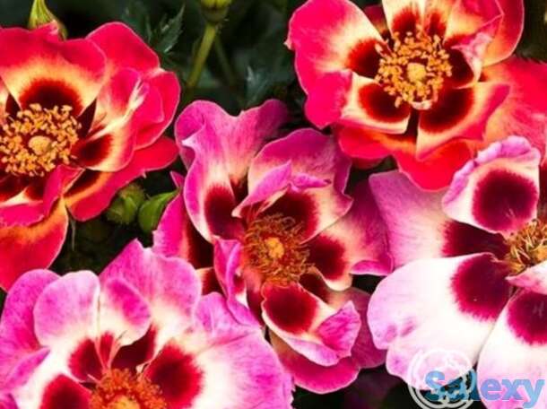 Роза блашин бэбилон айз, интерплант, фотография 1