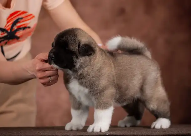 Продается щенок Американской Акиты, фотография 1