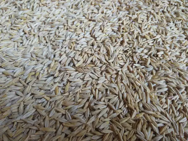 Продаю Ячмень Сорт Атлин Канадский В Меркенском районе, фотография 15