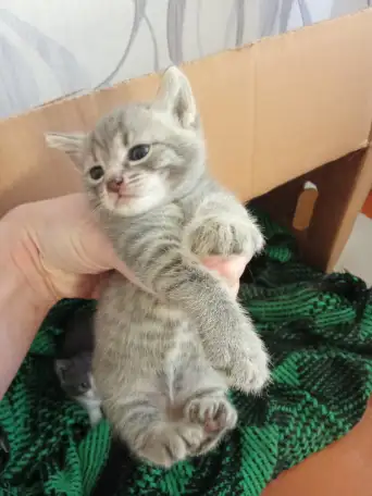 Отдам котят в добрые руки., фотография 3