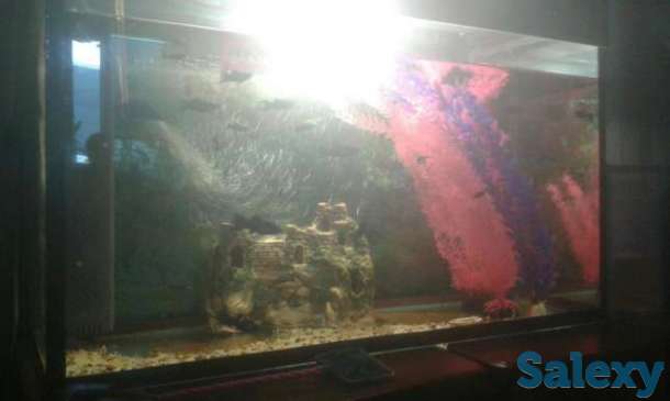 Продам аквариум с рыбками, фотография 1
