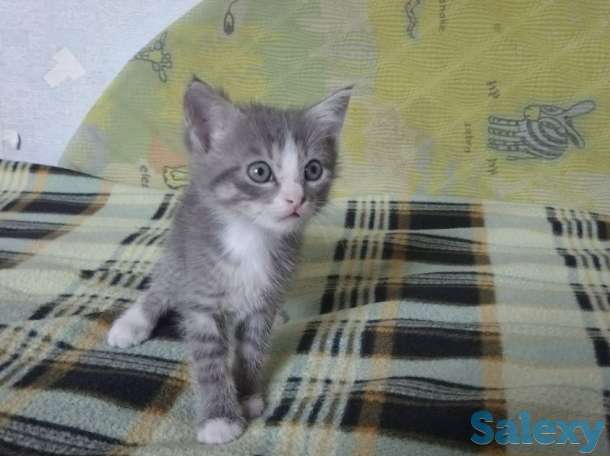 Отдам котят, фотография 1