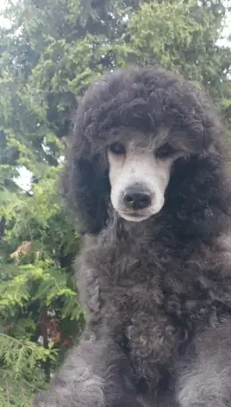 Породистые щенки малого и миниатюрного  карликового пуделя, фотография 4