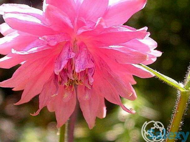 Аквилегия Роуз Барлоу, фотография 1