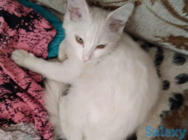Отдам котёнка, фотография 2