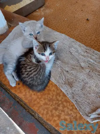 отдам котят в хорошие руки, фотография 2