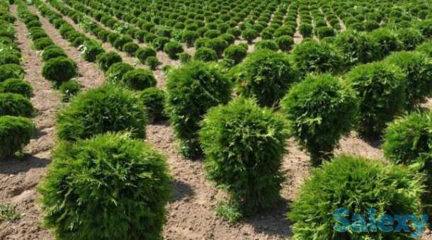 Туя западная шаровидная Вудварди Woodwardii, фотография 2