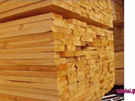 лес, фотография 1