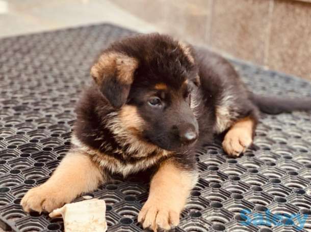 Породистые щенки немецкой овчарки, фотография 1