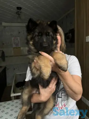 Щенки немецкой длинношерстной овчарки, фотография 3