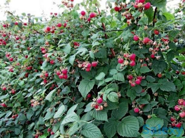 Саженцы малины Зюгана, Полька, Полана, фотография 2