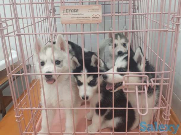 Продаются щенки, фотография 2