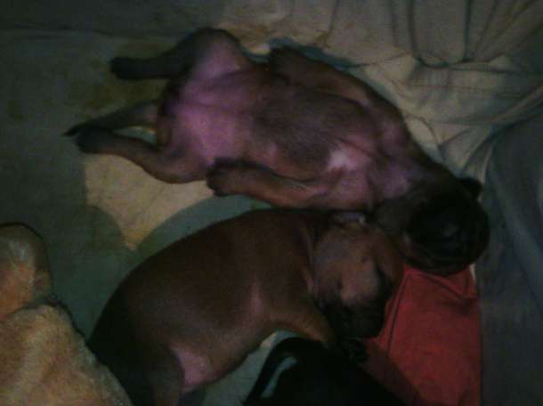 собачку срочно, фотография 3