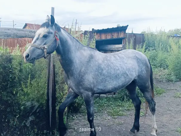 Продам лошадей Орловской породы в Усть - Каменогорске, фотография 9