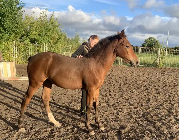 Продается полукровная донская кобылка, фотография 3