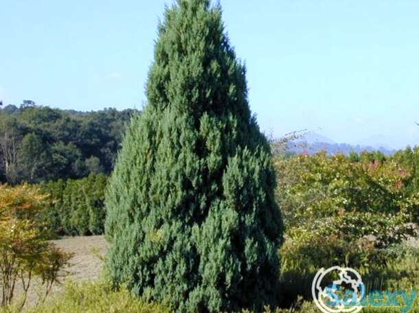 Можжевельник китайский Стрикта, фотография 1