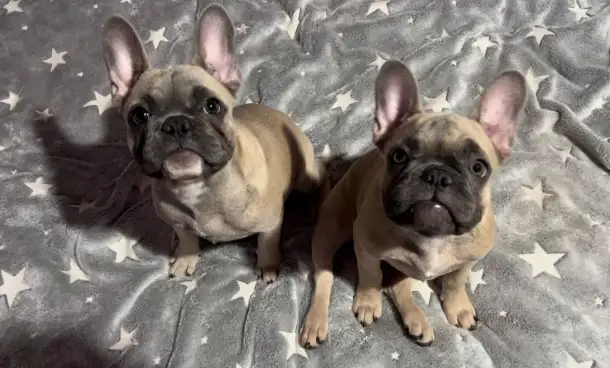 В продаже Шикарные девочки французского бульдога, фотография 1
