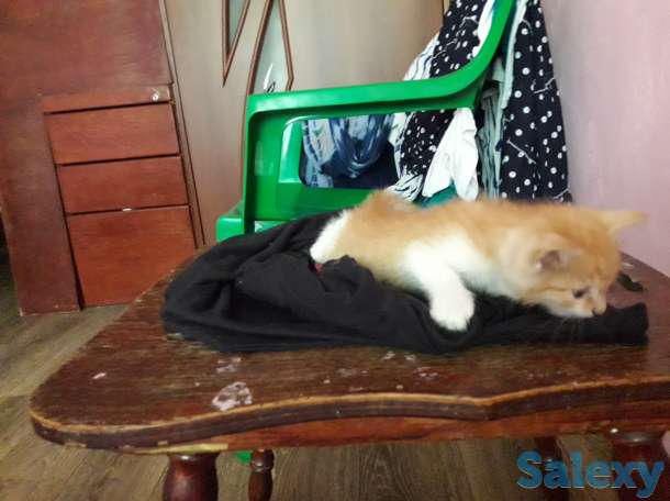 Отдам в добрые руки 1 месячного рыжего котёнка., фотография 8