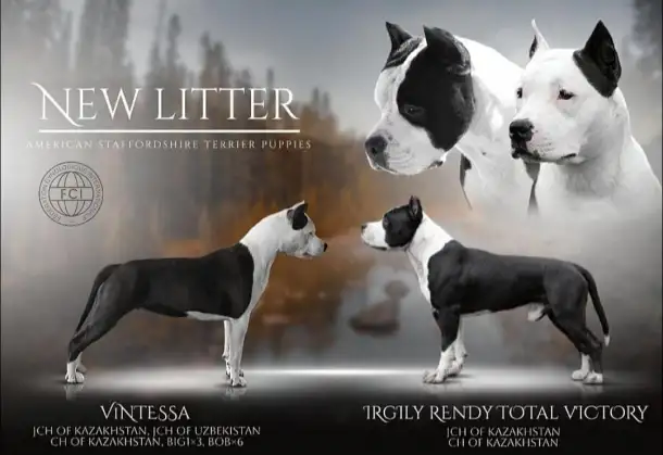 Щенки американского стаффордширского терьера, фотография 1