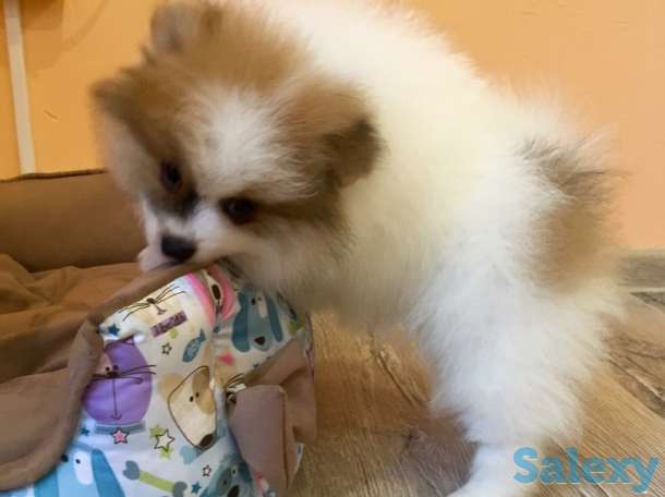 Щенки шпица: мальчик и девочка с вет.паспортами, фотография 6